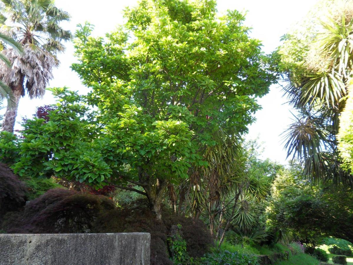 Quinta Do Bento Novo - Casa De Campo - Turismo Rural ビアナドカステロ エクステリア 写真