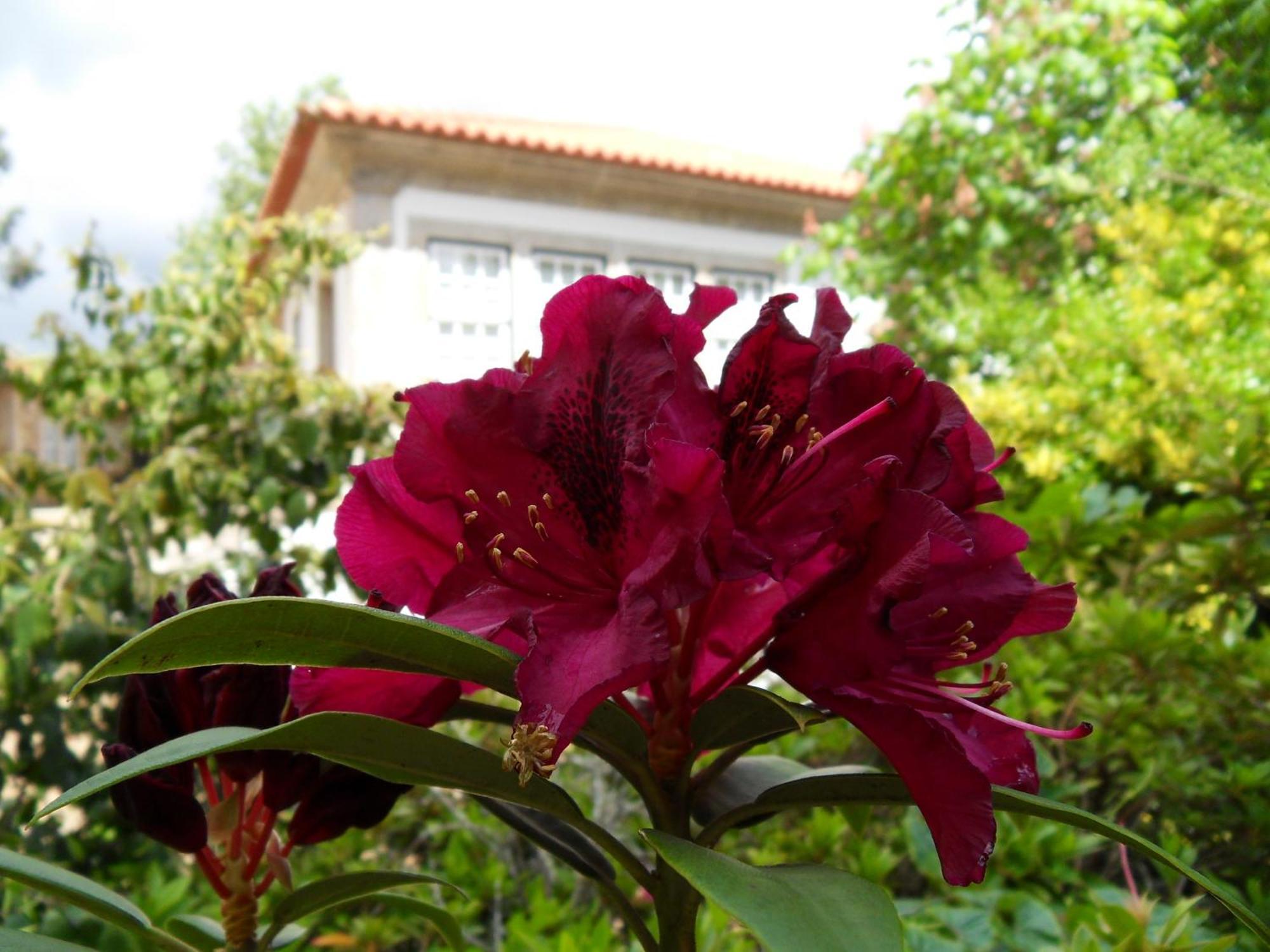 Quinta Do Bento Novo - Casa De Campo - Turismo Rural ビアナドカステロ エクステリア 写真